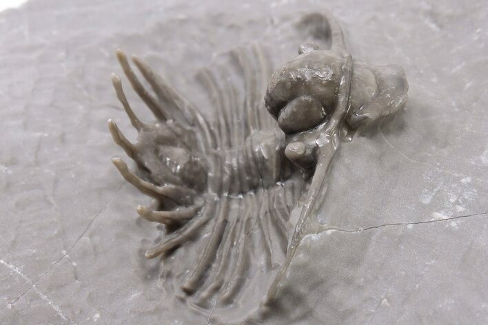 1" Unidentified Lichid Trilobite From Jorf - Belenopyge Like